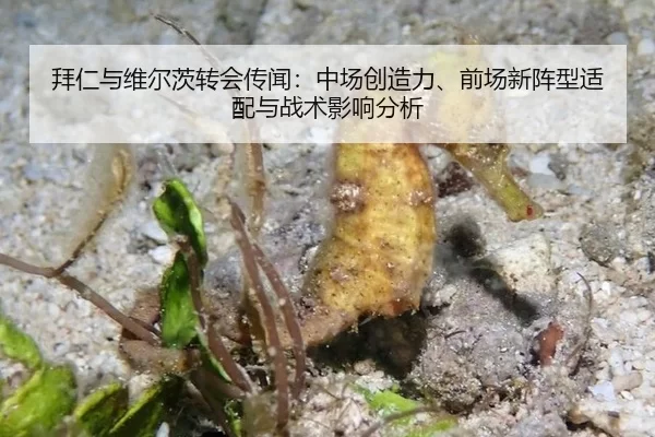 拜仁与维尔茨转会传闻：中场创造力、前场新阵型适配与战术影响分析